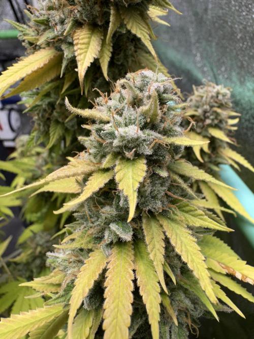 Big Demon by Divine Seeds. Week 22