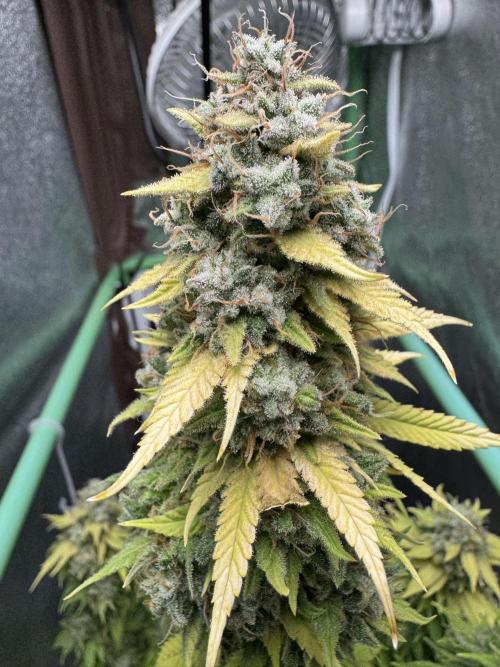 Big Demon by Divine Seeds. Week 22