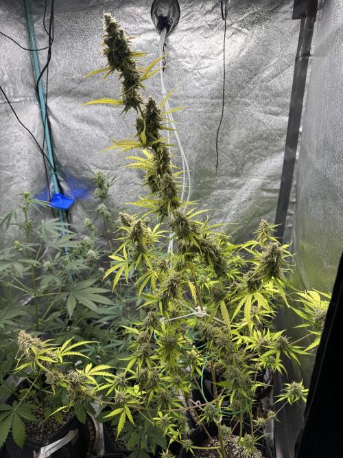 CBD Lemon Auto - Herbies Seeds. Week 12