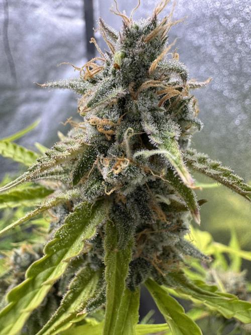 CBD Lemon Auto - Herbies Seeds. Week 12