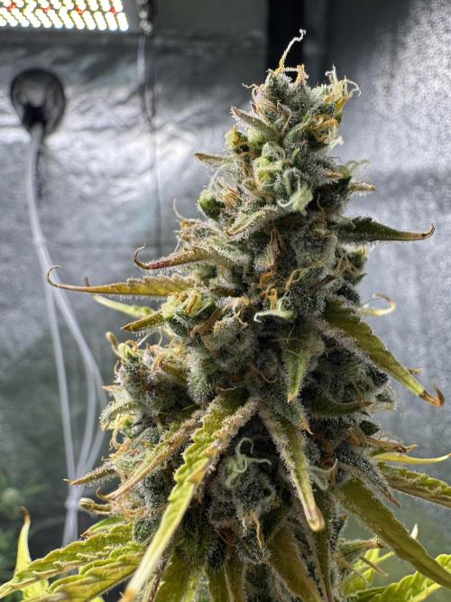 CBD Lemon Auto - Herbies Seeds. Week 12