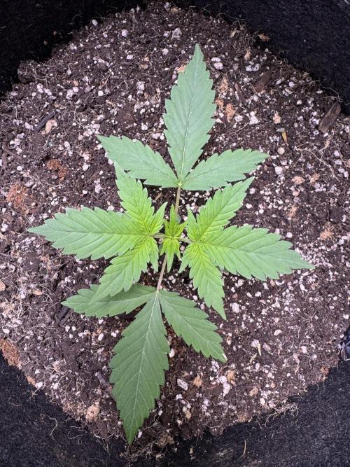 Sticky Broccoli Auto-Zamnesia. Week 3