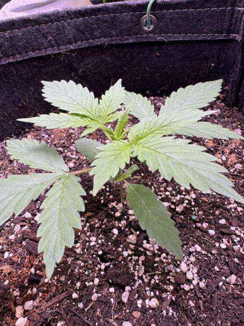 Sticky Broccoli Auto-Zamnesia. Week 3