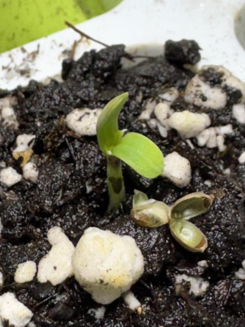 CBD Lemon Auto-Run #2 Herbies Seeds. Week 0