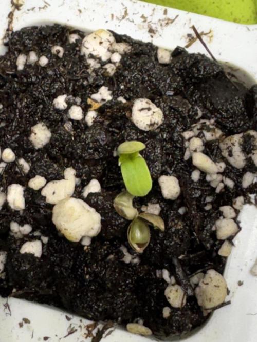 CBD Lemon Auto-Run #2 Herbies Seeds. Week 0