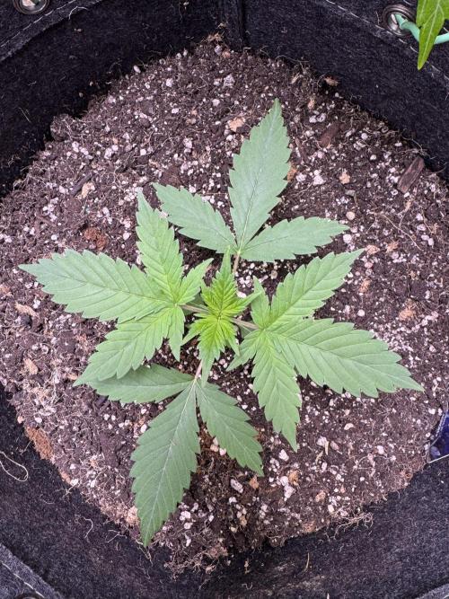 Sticky Broccoli Auto-Zamnesia. Week 3