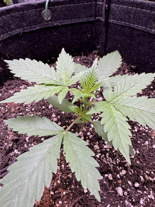 Sticky Broccoli Auto-Zamnesia. Week 3