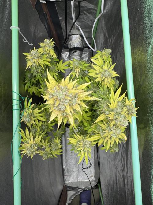 Big Demon by Divine Seeds. Week 22