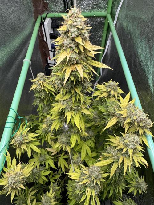 Big Demon by Divine Seeds. Week 22