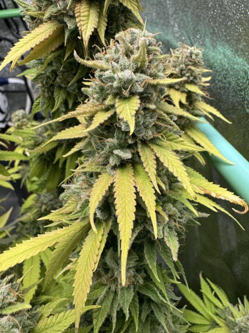 Big Demon by Divine Seeds. Week 22