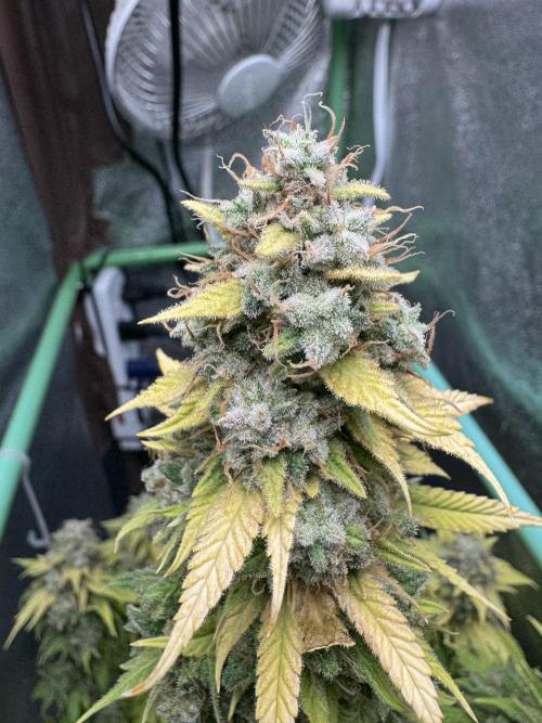 Big Demon by Divine Seeds. Week 22