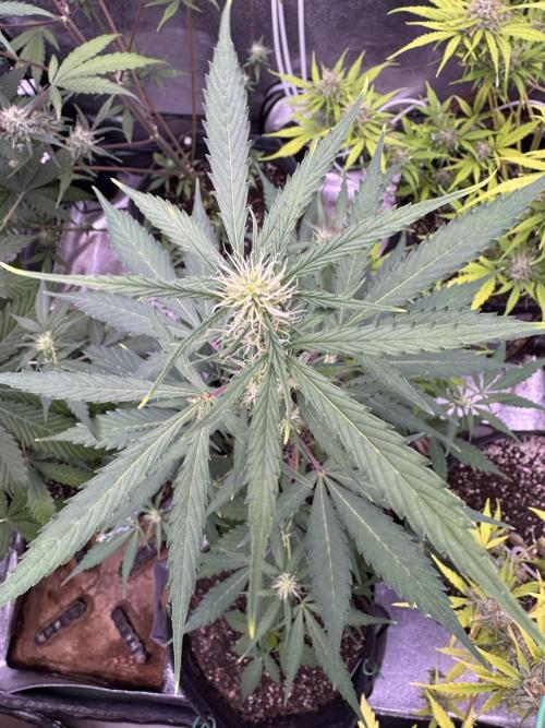 Purple Tangie Auto - Supernatural Seeds. Week 7