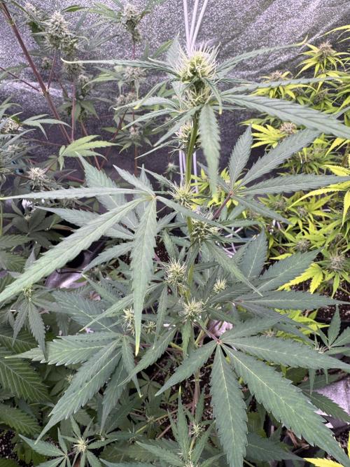 Purple Tangie Auto - Supernatural Seeds. Week 7