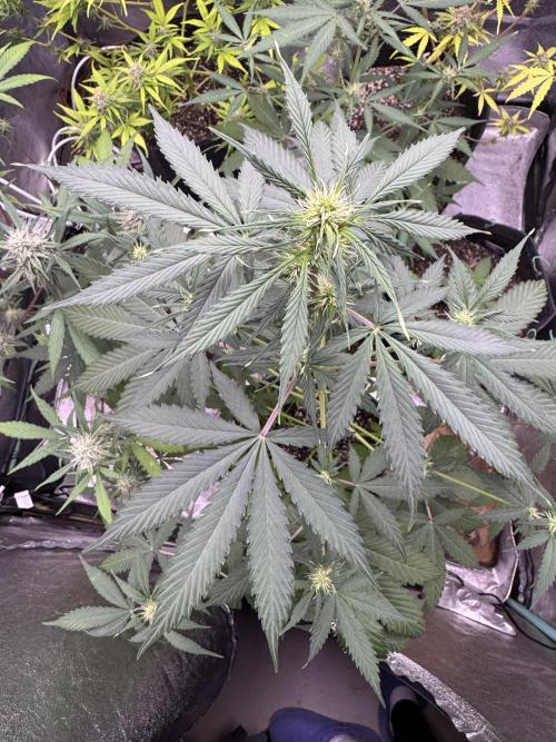 Wild Strawberry F1 Auto Run 2-TasteBudz. Week 6