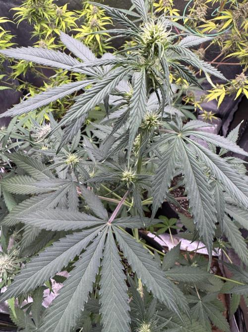 Wild Strawberry F1 Auto Run 2-TasteBudz. Week 6