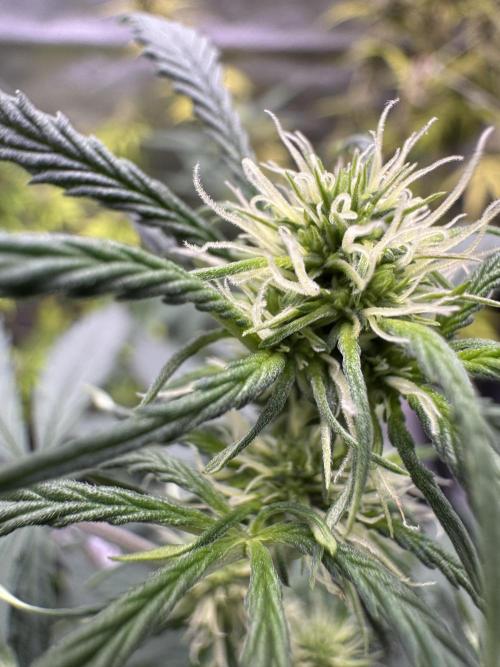 Wild Strawberry F1 Auto Run 2-TasteBudz. Week 6