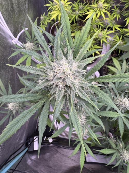 Sour Apple X Strawberry Gorilla Auto. Week 9