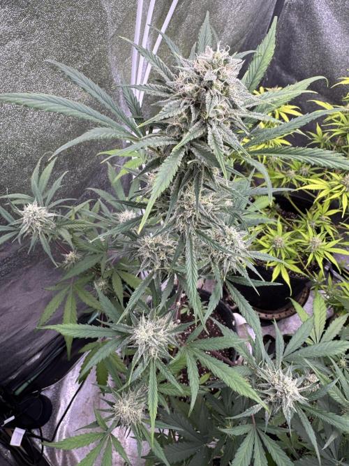 Sour Apple X Strawberry Gorilla Auto. Week 9