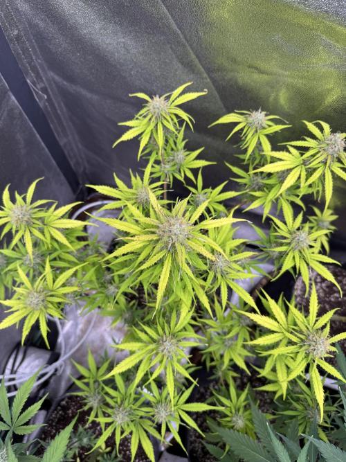 Apple Betty Auto from Herbies Seeds. Week 10