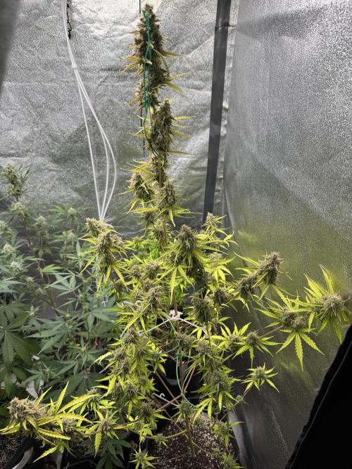 CBD Lemon Auto - Herbies Seeds. Week 12