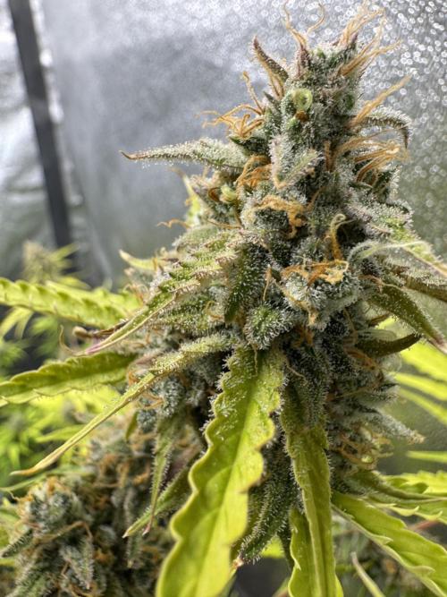 CBD Lemon Auto - Herbies Seeds. Week 12