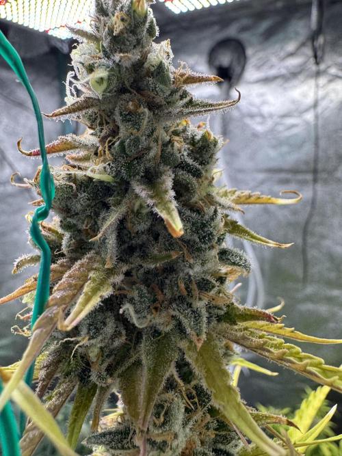 CBD Lemon Auto - Herbies Seeds. Week 12