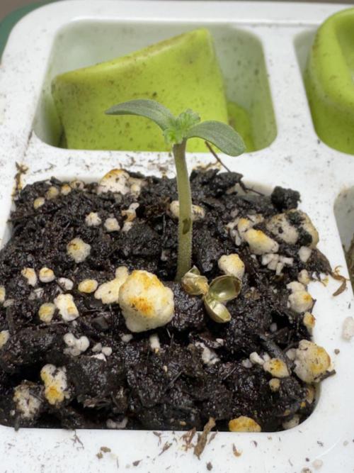 CBD Lemon Auto-Run #2 Herbies Seeds. Week 0