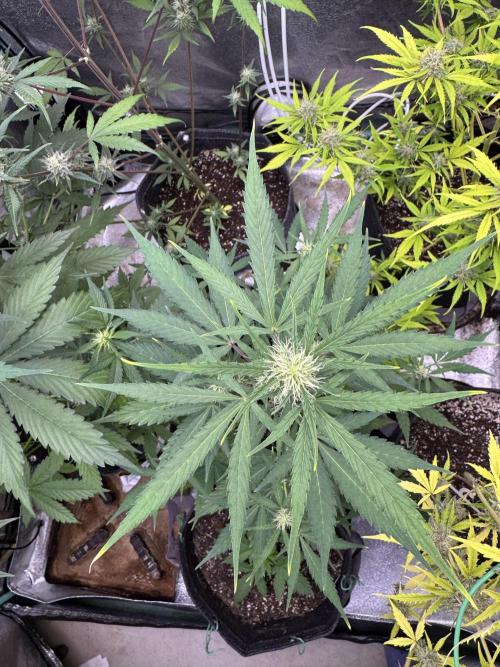 Purple Tangie Auto - Supernatural Seeds. Week 8