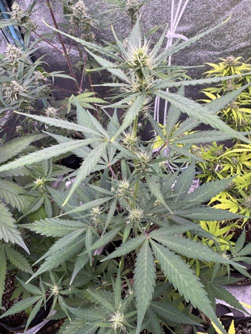 Purple Tangie Auto - Supernatural Seeds. Week 8