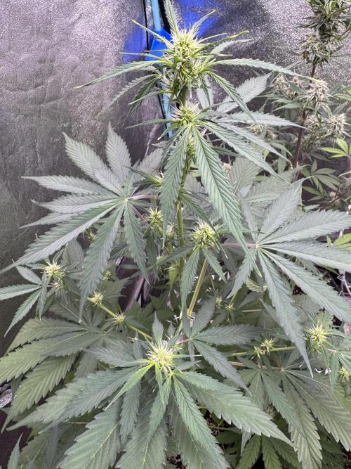 Wild Strawberry F1 Auto Run 2-TasteBudz. Week 7