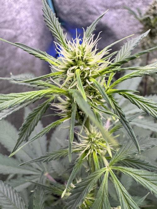 Wild Strawberry F1 Auto Run 2-TasteBudz. Week 7