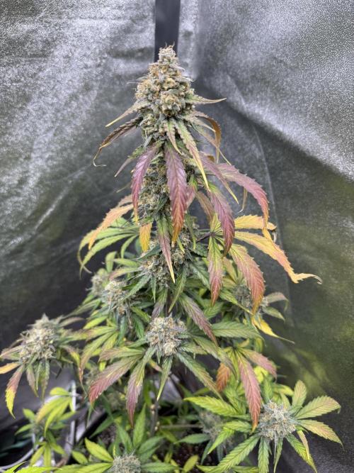 Wurlz F1 Autoflower - Zamnesia Seeds. Week 12