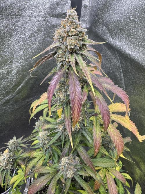 Wurlz F1 Autoflower - Zamnesia Seeds. Week 12