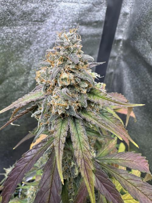 Wurlz F1 Autoflower - Zamnesia Seeds. Week 12