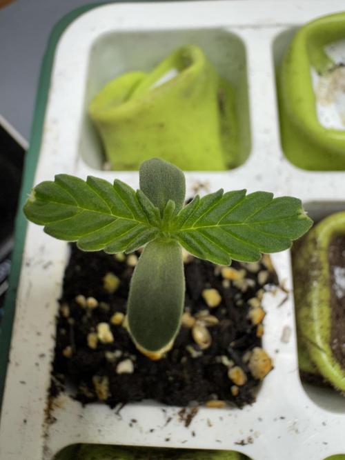 CBD Lemon Auto-Run #2 Herbies Seeds. Week 0