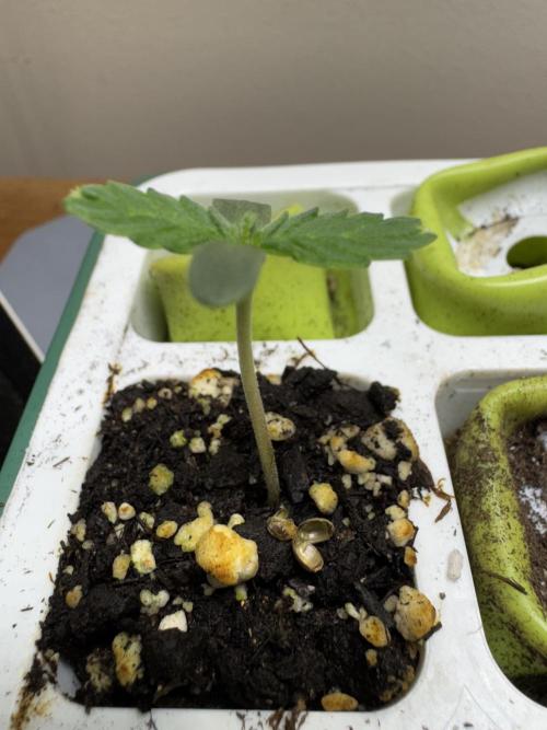 CBD Lemon Auto-Run #2 Herbies Seeds. Week 0