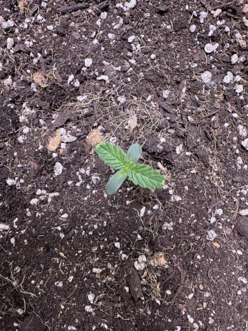 CBD Lemon Auto-Run #2 Herbies Seeds. Week 1