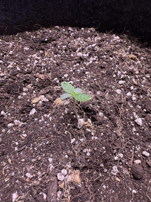 CBD Lemon Auto-Run #2 Herbies Seeds. Week 1