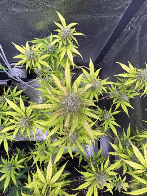 Apple Betty Auto from Herbies Seeds. Week 11