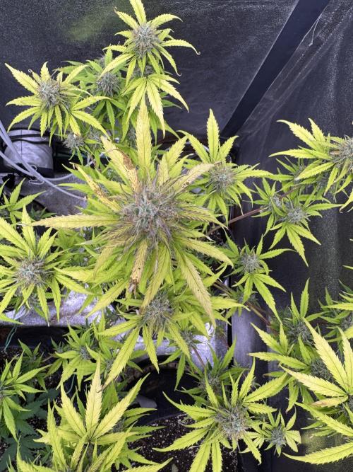 Apple Betty Auto from Herbies Seeds. Week 11