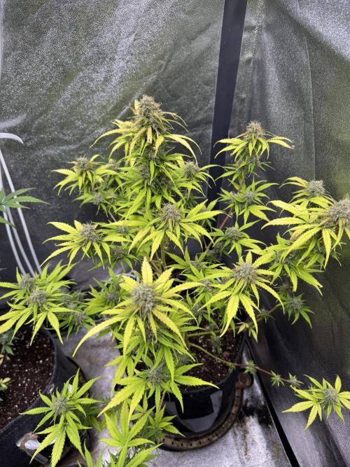 Apple Betty Auto from Herbies Seeds. Week 11