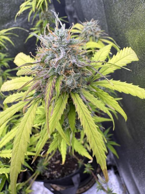 Apple Betty Auto from Herbies Seeds. Week 11