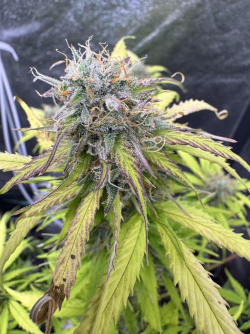 Apple Betty Auto from Herbies Seeds. Week 11