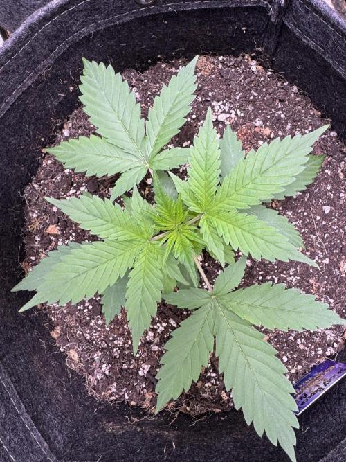 Sticky Broccoli Auto-Zamnesia. Week 3