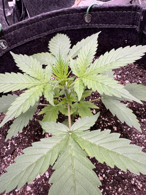 Sticky Broccoli Auto-Zamnesia. Week 3