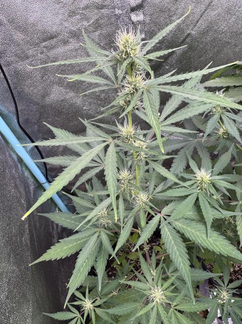 Purple Tangie Auto - Supernatural Seeds. Week 8