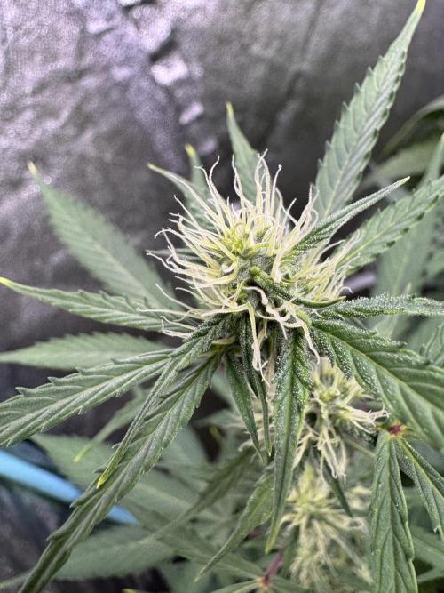 Purple Tangie Auto - Supernatural Seeds. Week 8