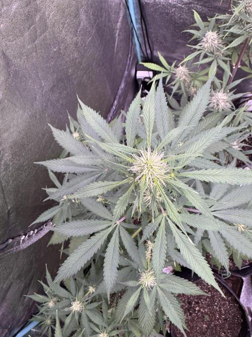 Wild Strawberry F1 Auto Run 2-TasteBudz. Week 7