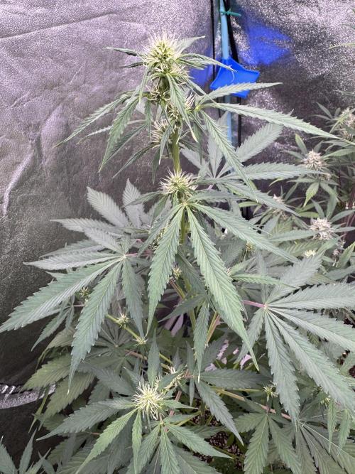 Wild Strawberry F1 Auto Run 2-TasteBudz. Week 7