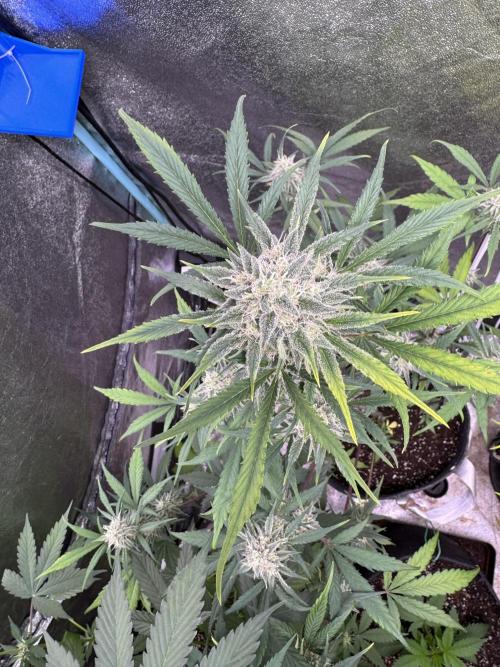 Sour Apple X Strawberry Gorilla Auto. Week 9